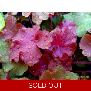 Heuchera 'Tangerine Wave'